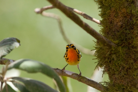 Warbler - bird, animal, branch, warbler