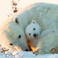 Polar Bear and Cub