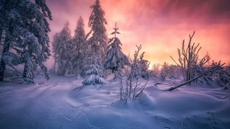 Winter sunrise - winter, wood, scene, landscape, snow, sunrise, forest, sunset, nature, pine, wallpaper