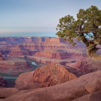 Twisty Tree - Dead Horse Point, Utah