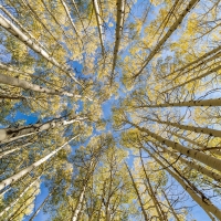 Birch Trees