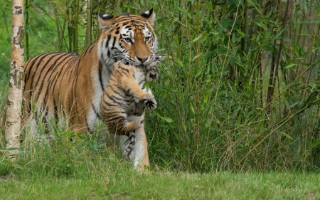 Tiger and Cub