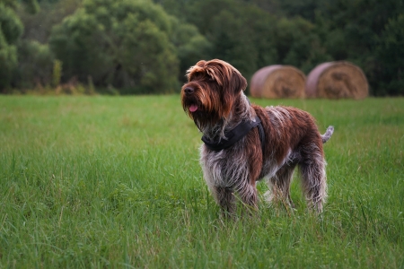 Dog - bark, animal, Dog, woof