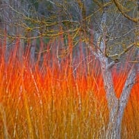 Wicker Field