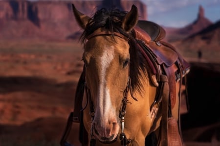 Horse - saddle, range, animal, horse