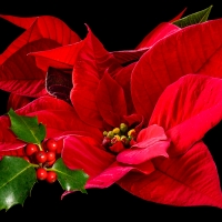 Poinsetta & Holly