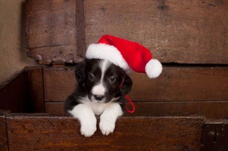 Border Collie puppy