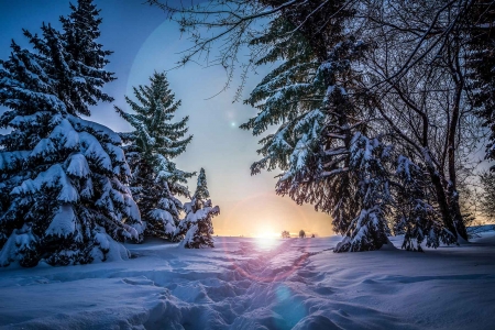 Winter's twilight - winter, trees, ines, charm, photography, landscape, snow, sunset, nature, twilight, sun