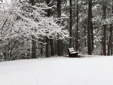 Wintery Rest - snow, frost, tree, Bench