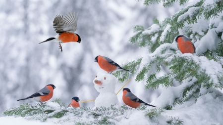 Winterbirds - robins, snow, tree, winter