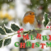 Merry Christmas