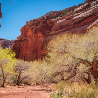 Cottonwoods in a canyon, Utah