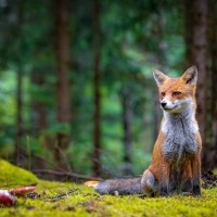 Fox