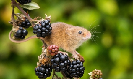 Harvest mouse - animal, mouse, cute, fruit, soricel, berry, harvest, rodent, green