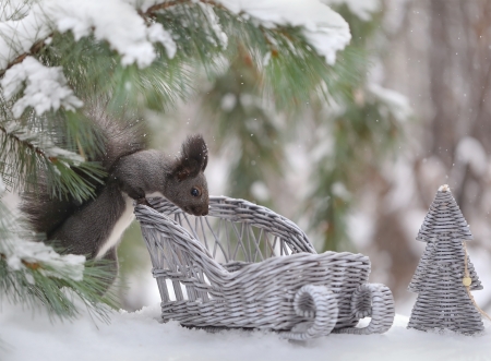 Squirrel - animal, winter, sleigh, sanie, iarna, snow, vaverita, squirrel