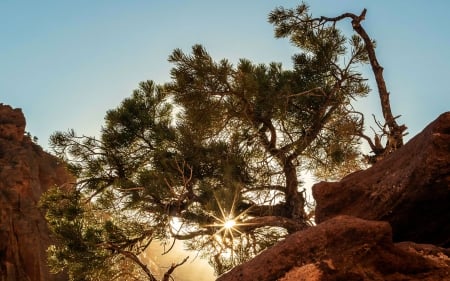 Sunny Bush at Zion - utah, usa, rocks, sun, sky