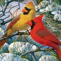 Cardinals in Winter