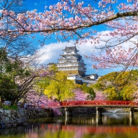 Sakura Tree Temple Japan