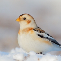 Snow Bunting