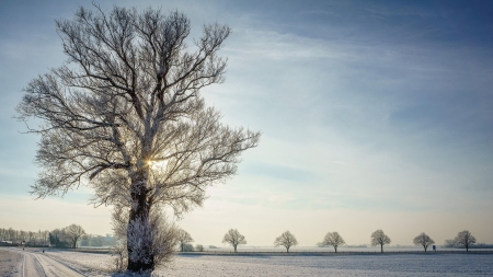 Winter Landscape - misty, trees, snow, road, sun, sky