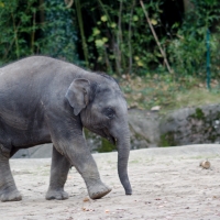 Baby Elephant