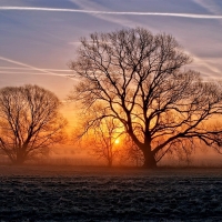 Winter trees