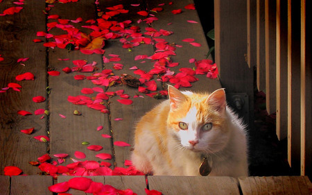 Cat & petals - animals, cats