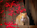 Cat & petals