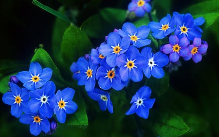 Blue flowers - flowers, blue