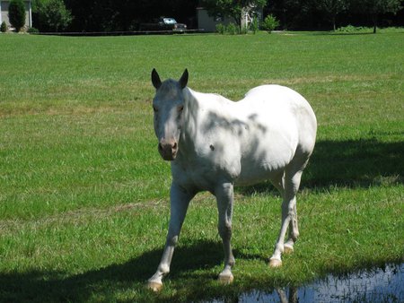 White Beauty - white horse, va, horse, covington