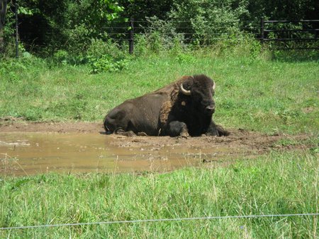 It's Great To Be Alive!! - paint bank, animals, buffalo farm, buffalo, va