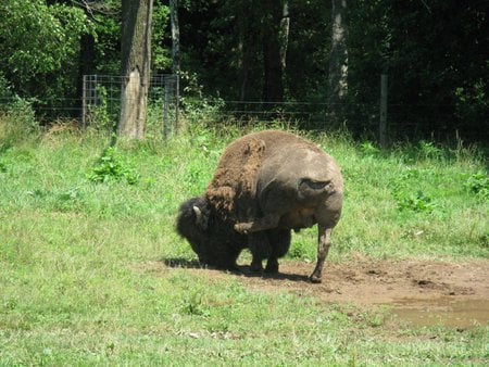 Scratching My Itch!! - paint bank, va, buffalo, buffalo farm, animals