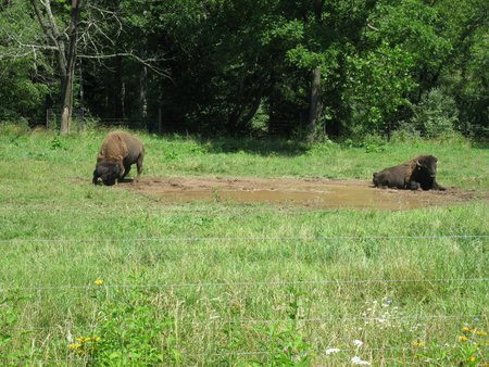 Togatherness At Last - buffalo, paint bank, va, buffalo farm