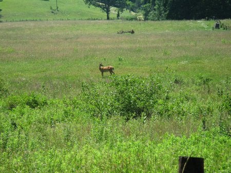 All Alone At Atlast - paint bank, alleghany mountians, doe, deer