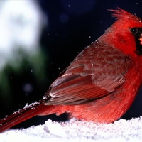 red bird in the snow