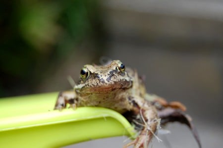 Tatimore Toad - photography, frog, toad, smile, pose, happy