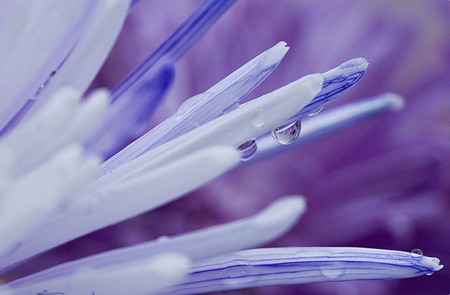 Iced Flower - flower, purple, nature, blue