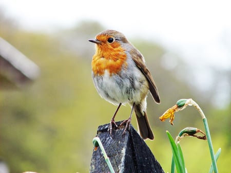 BIRD - london, birds