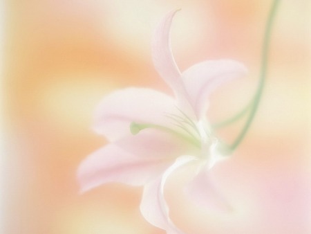 orchid - drawing, flower, pink, orchid