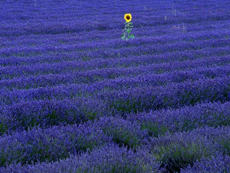 contrasting beauty - purple, field, beautiful