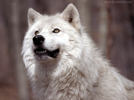 Wolf grin