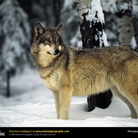 grey wolf