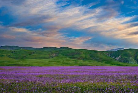 Beautiful Landscape - clouds, fields, beautiful, landscape, flowers, nature, purple, green, sky