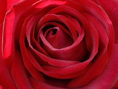 Red rose - love, valentine, passion, beautiful