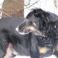 My Snow Dog Harley