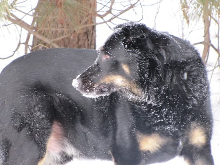 My Snow Dog Harley - snow, dog, harley