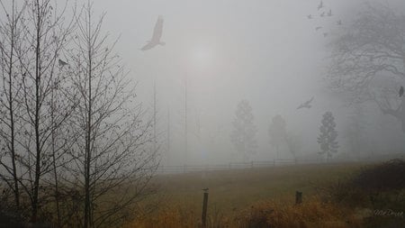 Morning Fog - trees, winter, fog, morning, washington, firefox persona, widescreen, eagle, mist, field