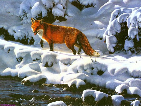 Red Fox - cool, red fox