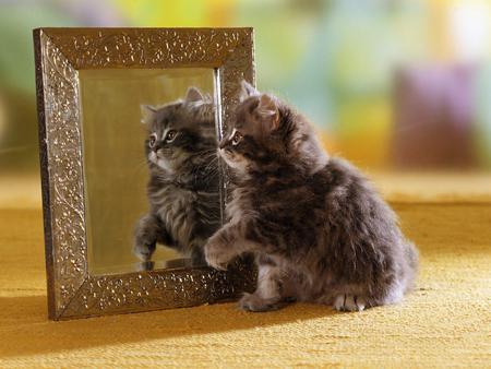 It looks like me! - mirror reflection, mirror, kitten, cute, cats, reflection, animals