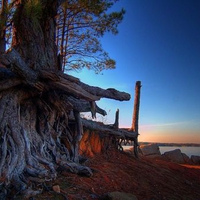 Ghost Tree